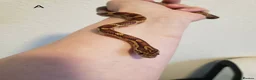 Corn Snake reptiles for sale: Juvenile corn snakes - Advert 2