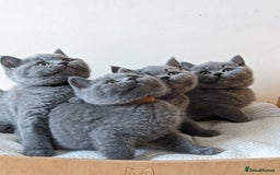 British Shorthair cats for sale: Ready Now British shorthair Amazing kittens - Advert 3