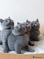British Shorthair cats Ready Now British shorthair Amazing kittens - Advert 6