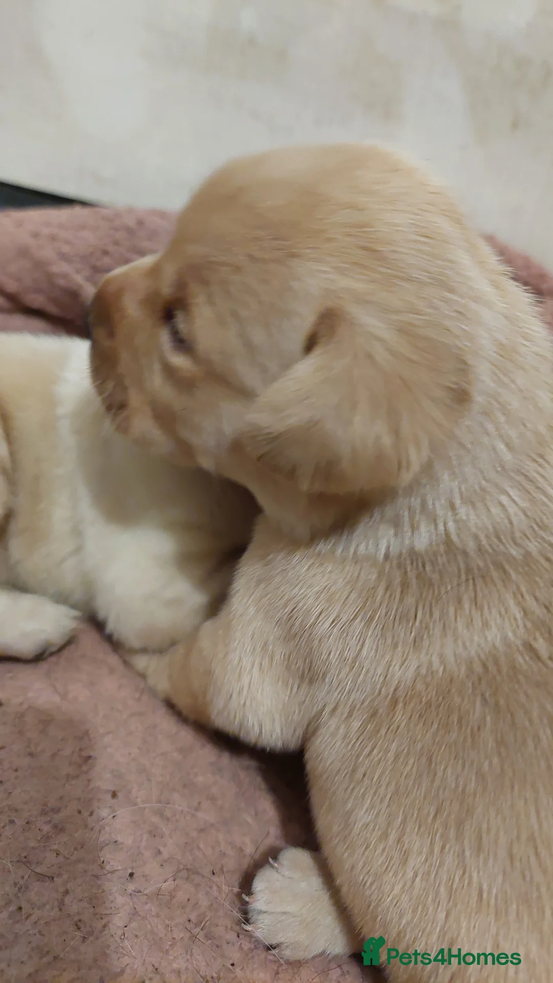 Labrador Retriever dogs for sale: Pedigree labrador puppies for sale  - Advert 16