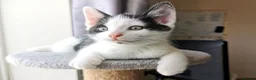 Mixed Breed cats for sale: Gorgeous, playful & affectionate kittens - Advert 5