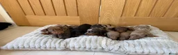 Miniature Dachshund dogs for sale: Miniature dachshund puppies  - Advert 3