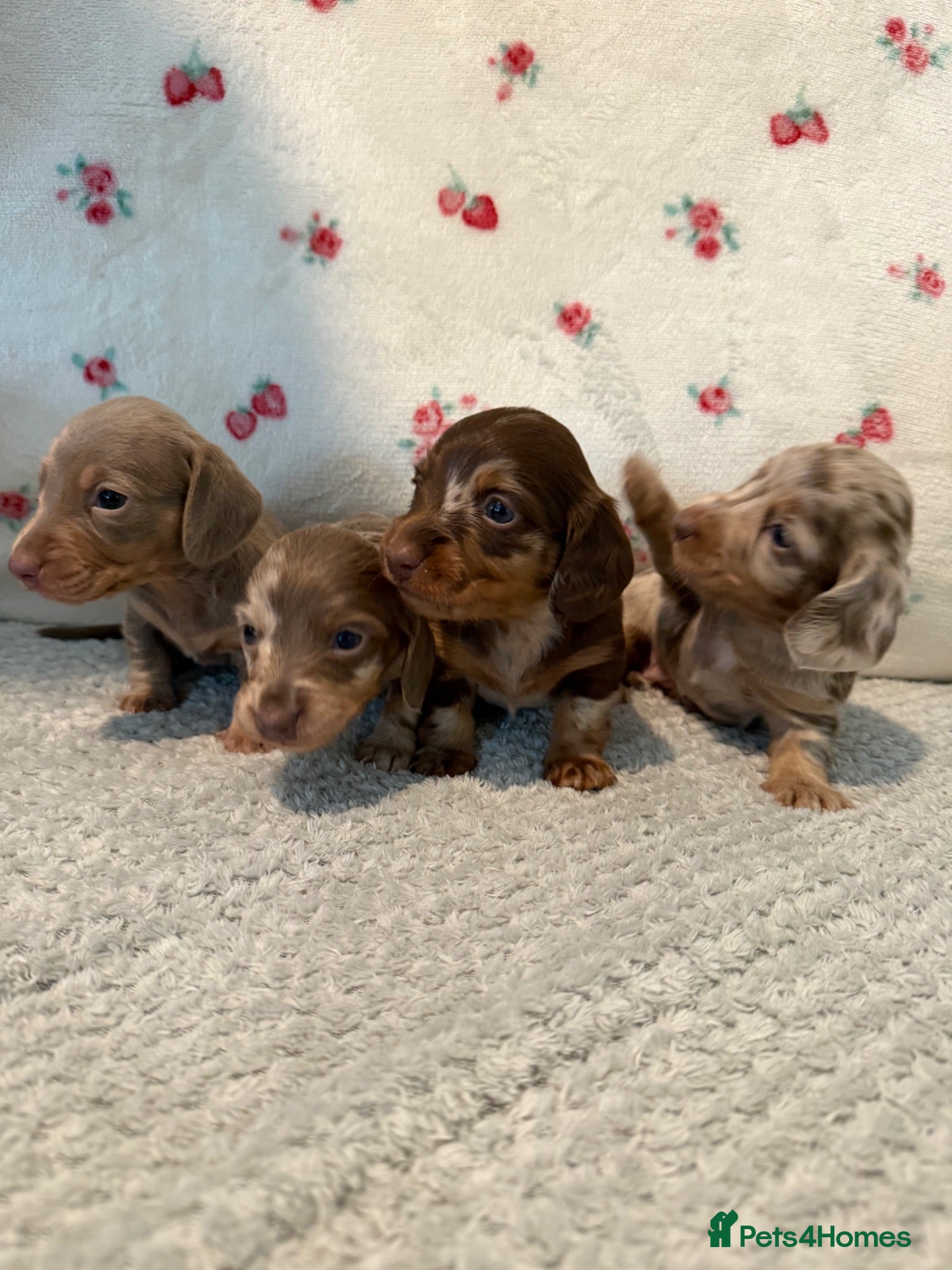 Miniature Dachshund dogs Stunning Miniature Dachshund Puppy’s 4 X Females  - Advert 1