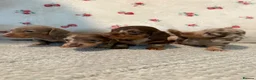 Miniature Dachshund dogs for sale: Stunning Miniature Dachshund Puppy’s 4 X Females  in Chesterfield - Advert 1