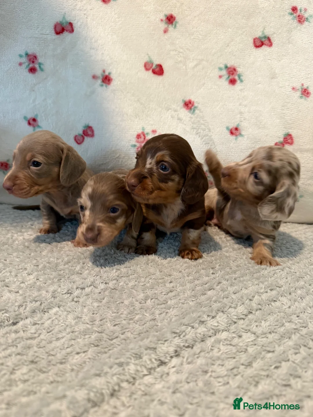 Miniature Dachshund dogs for sale: Stunning Miniature Dachshund Puppy’s 4 X Females  in Chesterfield - Advert 1