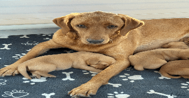 Labrador Retriever dogs - Advert 13