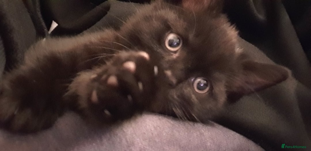 British Shorthair cats for sale: BSH Kittens  - Advert 6