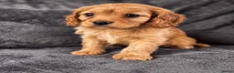 Cavapoo dogs for sale: First sneak peek of these adorable Cavapoo’s - Advert 9