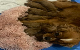 Cavapoo dogs for sale: Red Cavapoo babies - Image 1