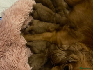 Cavapoo dogs for sale - Advert 1