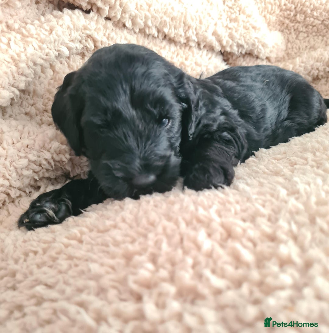 Labradoodle dogs for sale: Rare Roan Ebony Tiny/Mini Labradoodlese Puppies  - Image 15