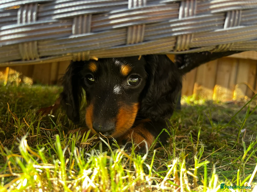 Miniature Dachshund dogs for sale: READY NOW Miniature long haired dachshund female  - Advert 2