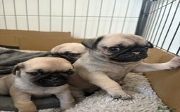 Pug dogs for sale: Pug puppies x3 girls left  - Advert 12