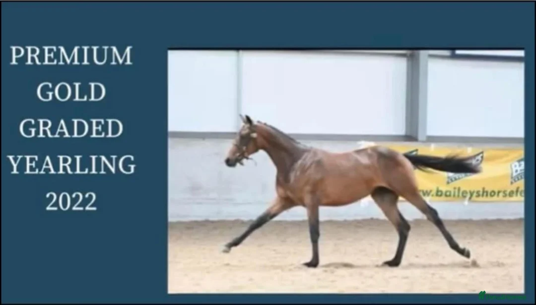 Arabian horse horses for sale: 🌟 Quality Arab x Warmblood Mare 🌟 - Advert 2