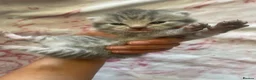 Bengal cats for sale: Bengal Cross Tabby - Advert 8