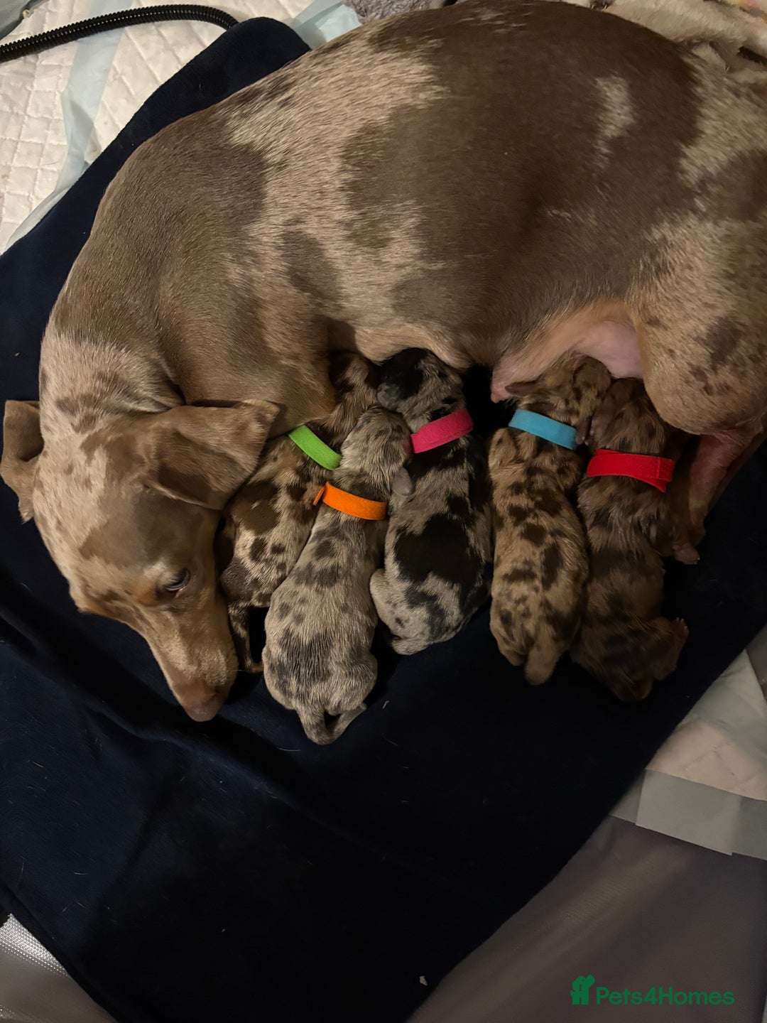 Miniature Dachshund dogs for sale: Miniature dachshund  - Advert 2