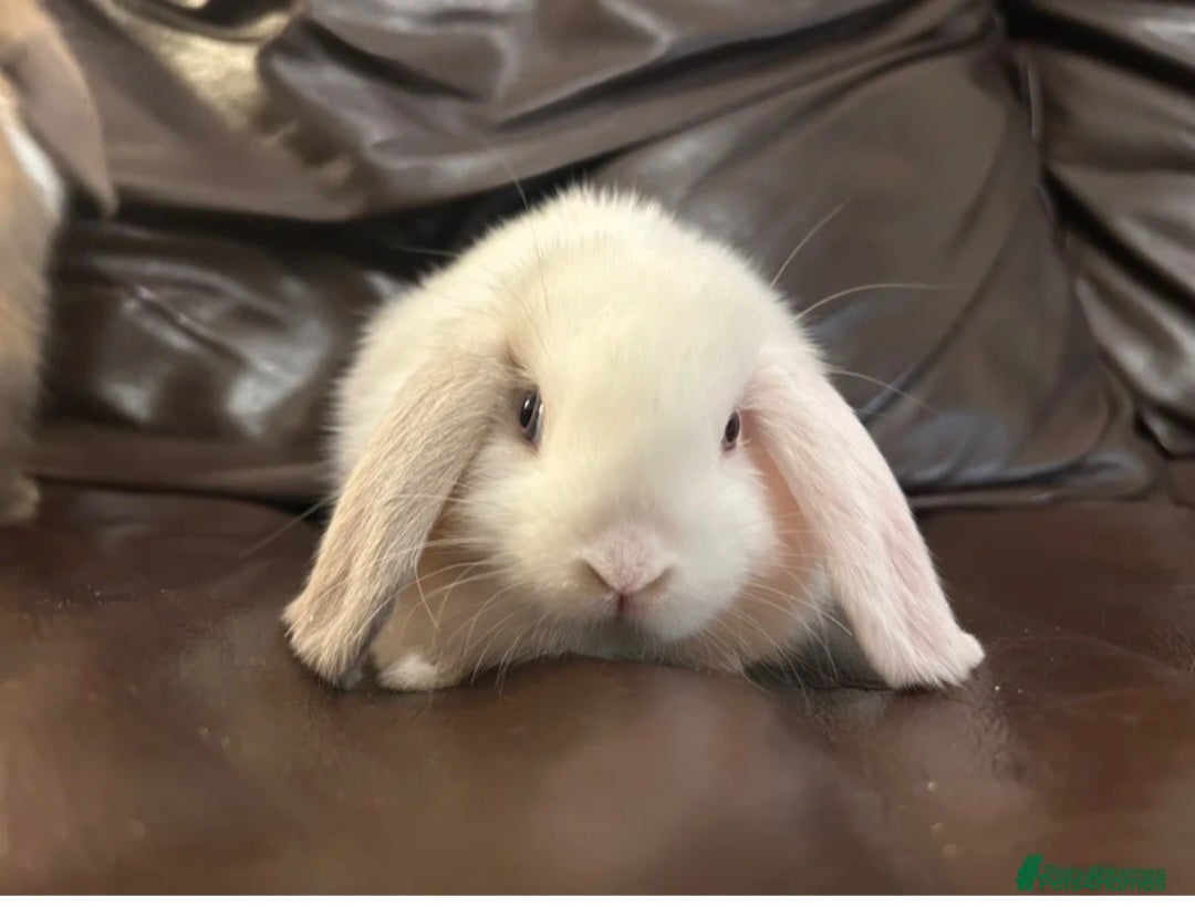 Dwarf Lop rabbits Baby Minilops for sale  - Advert 10
