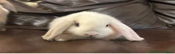 Dwarf Lop rabbits for sale: Baby Minilops for sale  - Advert 1