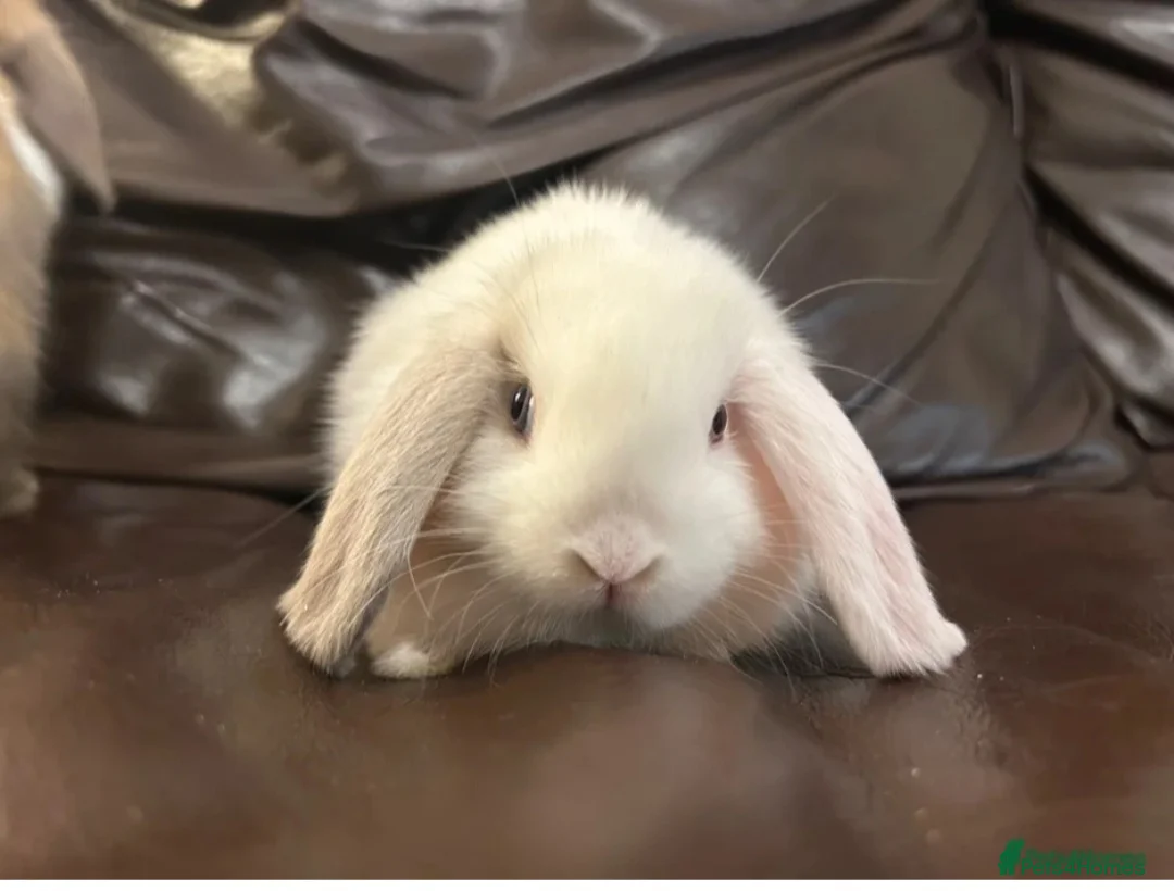 Dwarf Lop rabbits for sale: Baby Minilops for sale  - Advert 1