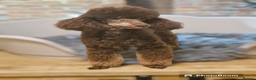 Toy Poodle dogs for stud: KC Reg Fully Health Tested Chocolate Phantom Toy in Southampton - Advert 4