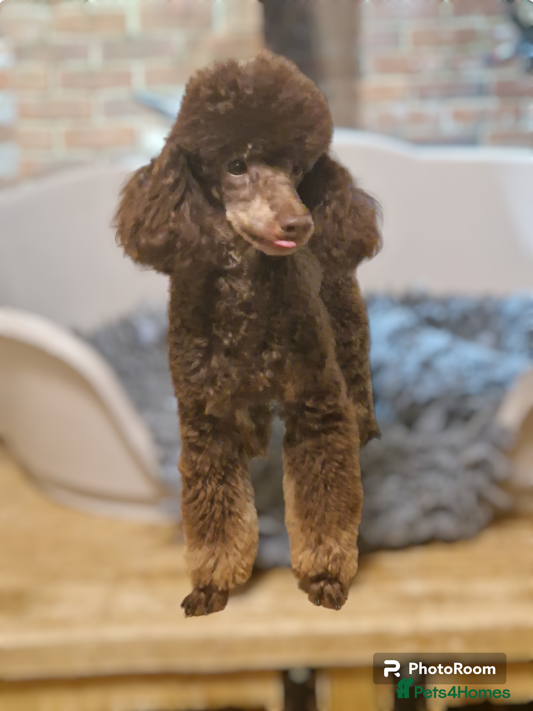 Toy Poodle dogs for stud: KC Reg Fully Health Tested Chocolate Phantom Toy in Southampton - Advert 4