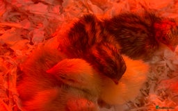 Quail poultry for sale: Chinese Painted Button Quails Chicks - Image 1
