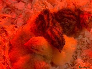 Quail poultry for sale - Advert 1