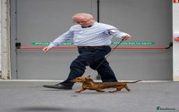 Miniature Dachshund dogs for sale: Mini Smooth Dachshund Male 2 Years Old - Image 3