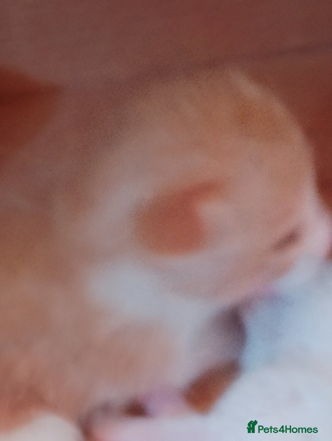Maine Coon cats for sale: Rare ginger female kitten needing a home  - Image 9