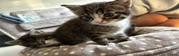 Mixed Breed cats for sale: 3 kittens for sale  - Advert 10