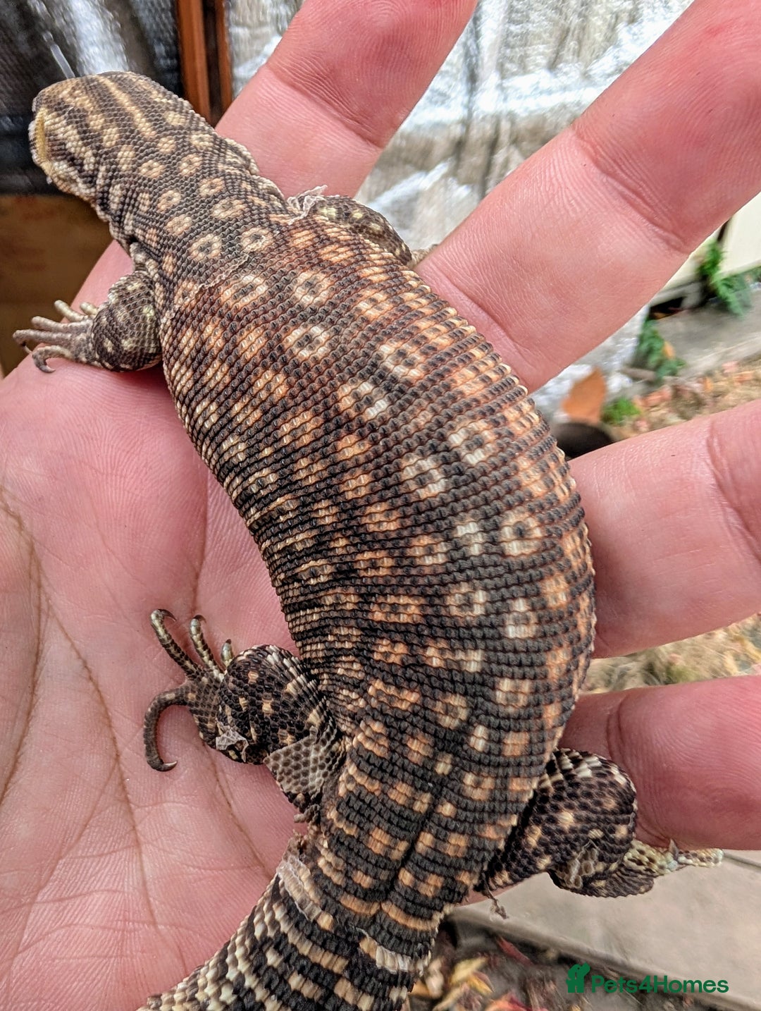 Leopard Gecko reptiles for sale: High end leopard geckos and red ackie monitor  - Image 12