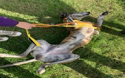 Lurcher dogs for adoption: RUDOLPH - 8 YEAR OLD MALE LURCHER in Newton Abbot - Image 2