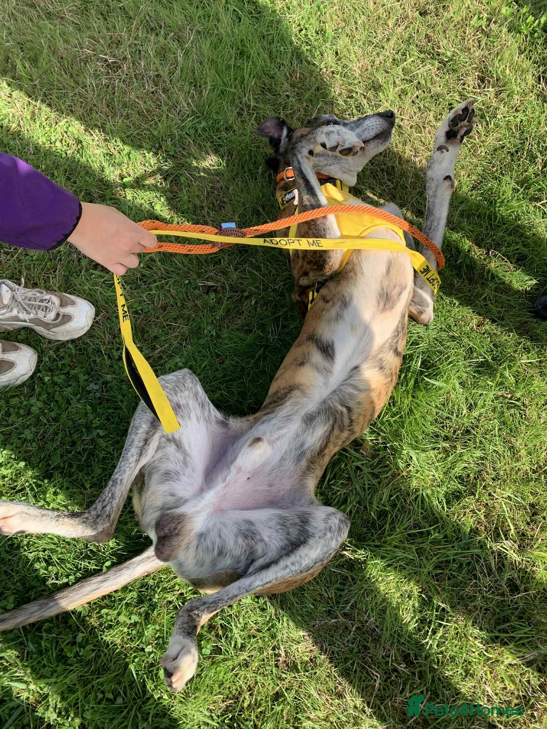 Lurcher dogs for adoption: RUDOLPH - 8 YEAR OLD MALE LURCHER in Newton Abbot - Image 2