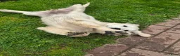 Golden Retriever dogs for sale: Adorable Fluffy Cream Retriever - Advert 2