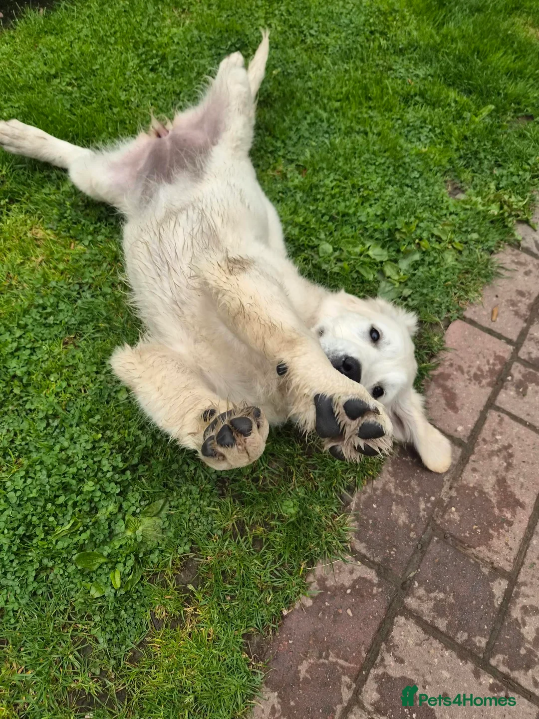 Golden Retriever dogs for sale: Adorable Fluffy Cream Retriever - Advert 2