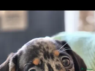 Miniature Dachshund dogs Grey black and tan dapple female - Advert 2