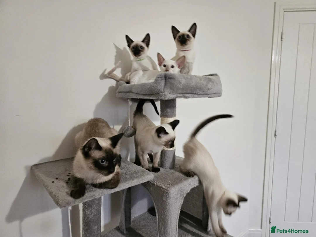 Siamese cats for sale: Charming Siamese Kittens x6 - Advert 3