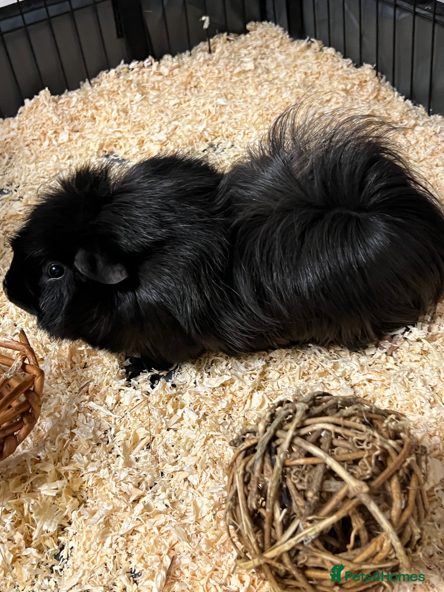 Guinea Pig rodents guinea pig male - Advert 1