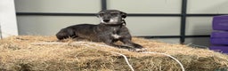 Lurcher dogs for sale: Cracking Lurcher Puppies - Advert 3