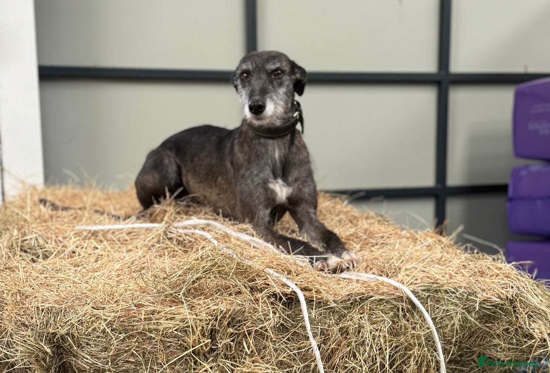 Lurcher dogs for sale: Cracking Lurcher Puppies - Advert 3