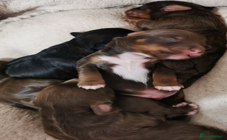 Biewer Terrier dogs - Advert 1