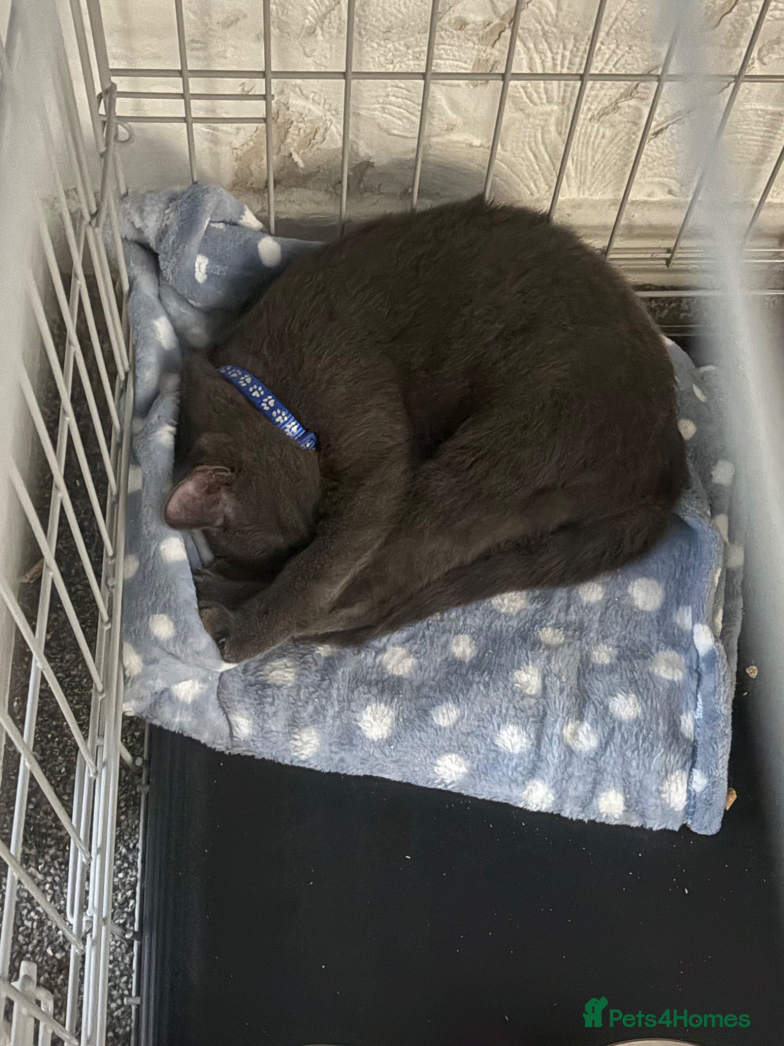Russian Blue cats Beautiful Russian Blue mix - Advert 8