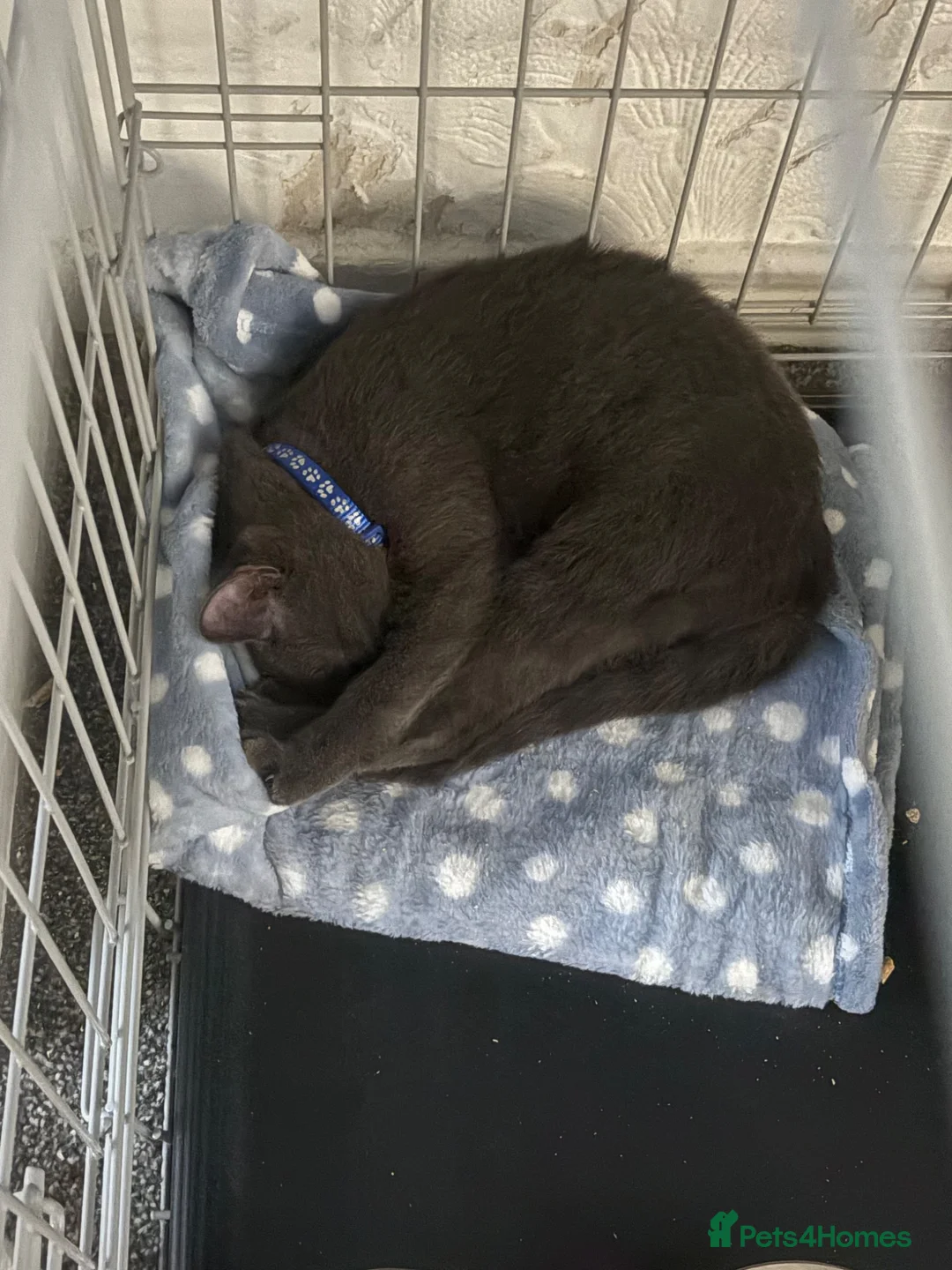 Russian Blue cats for sale: Beautiful Russian Blue mix - Advert 1