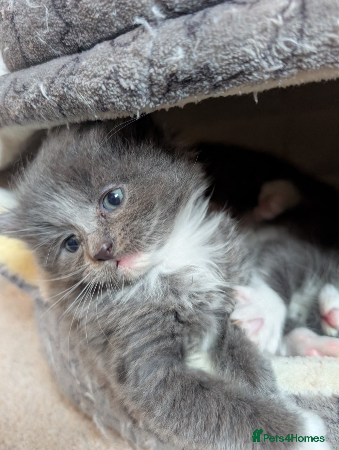 Maine Coon cats for sale: 3 maine coon cross kittens  - Image 10