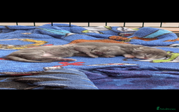 Maine Coon cats for sale: Maine coon kittens - Image 8