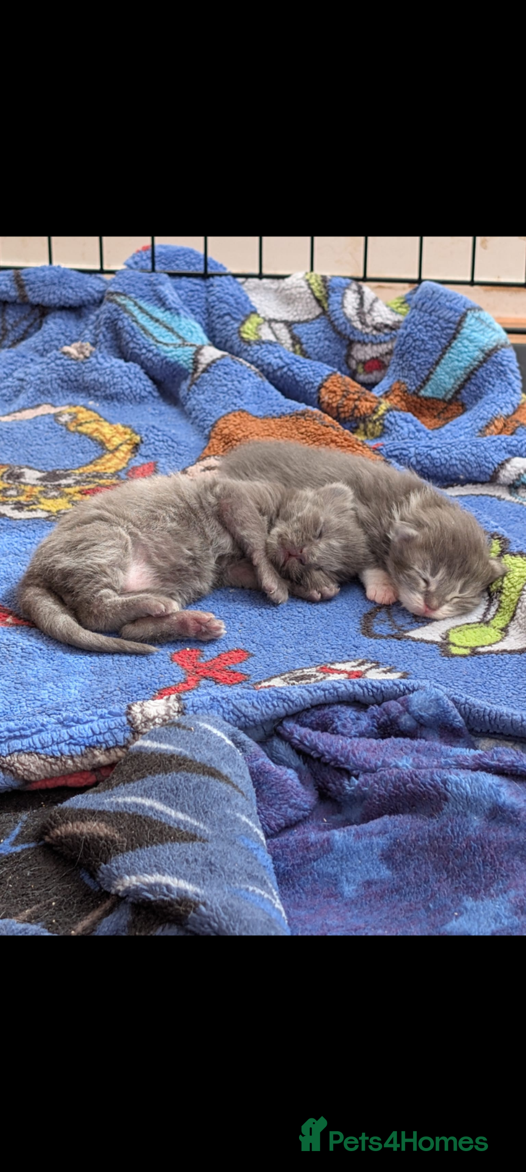Maine Coon cats for sale: Maine coon kittens - Image 8