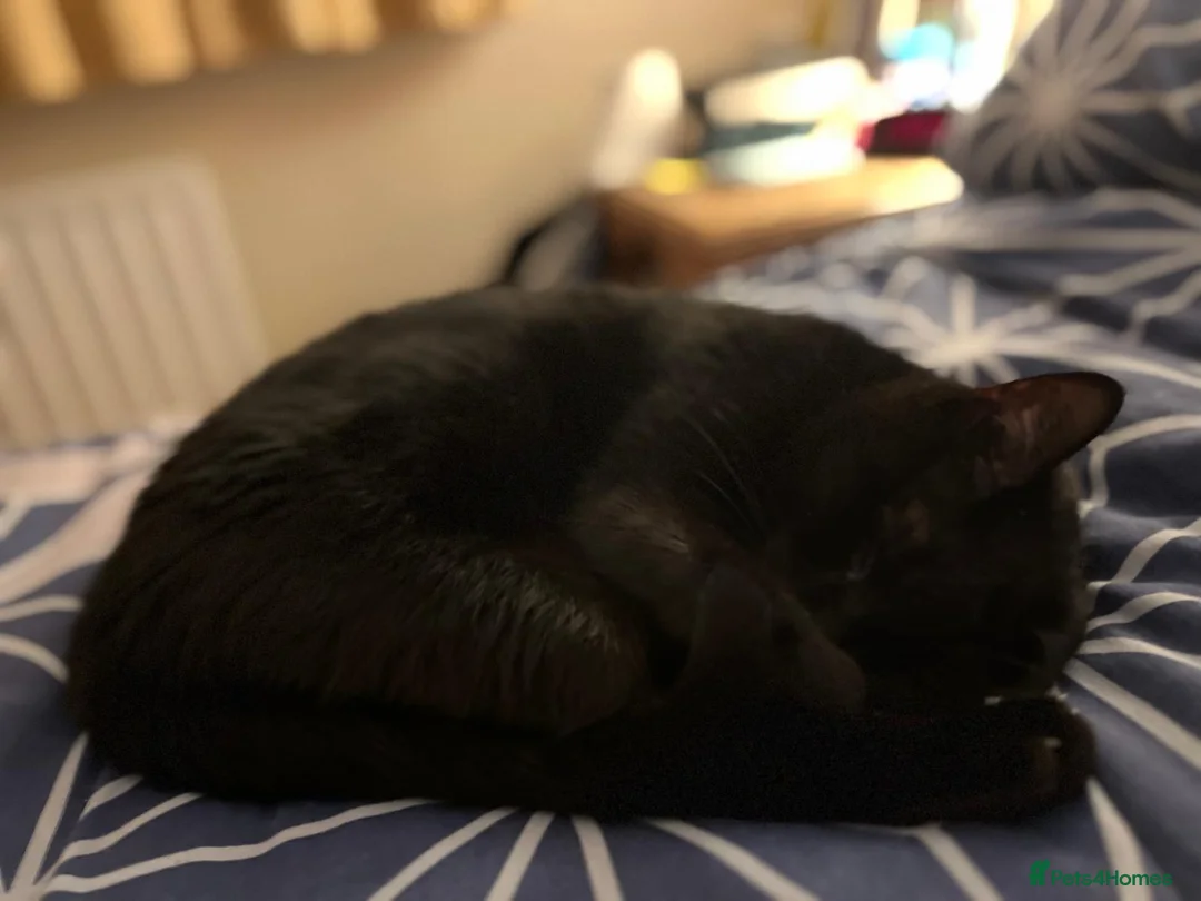 Mixed Breed cats for adoption: 1 yr rescue cat desperately needs family to love - Advert 2