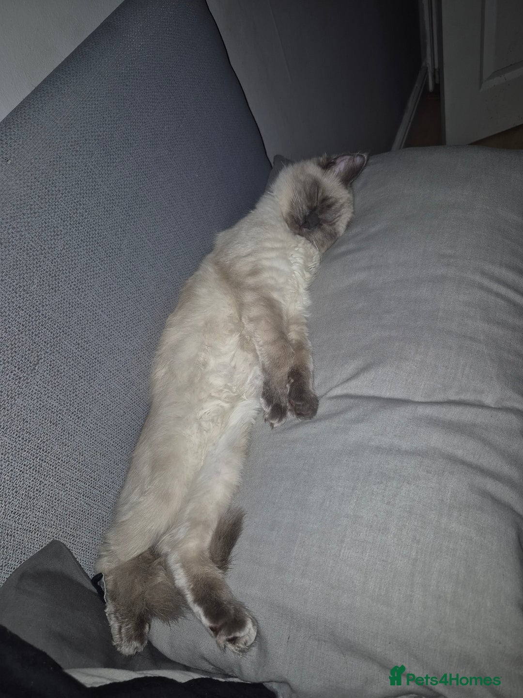 Ragdoll cats for sale: Male ragdoll kitten.  - Advert 2