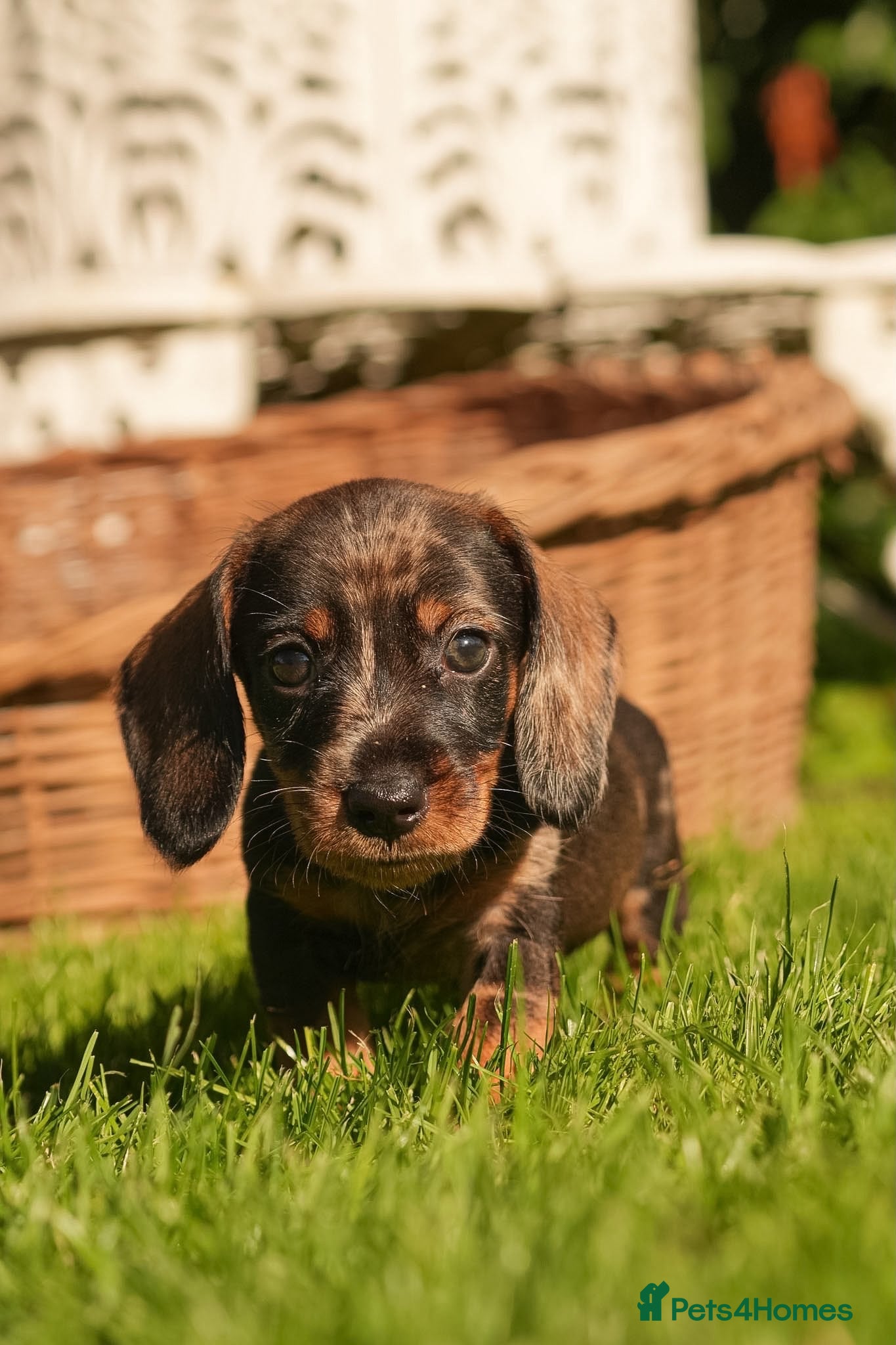 Dachshund dogs Rare Standard Wire Haired Dapple Dachshunds  - Advert 1