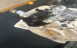 Mixed Breed cats for sale: 4 stunning kittens left  - Image 20